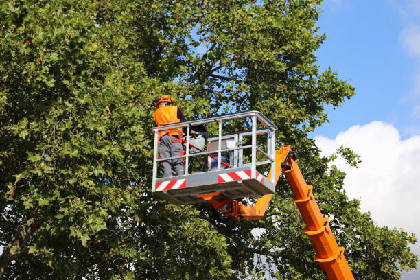 Best Tree Health Inspection  in Carthage, NY