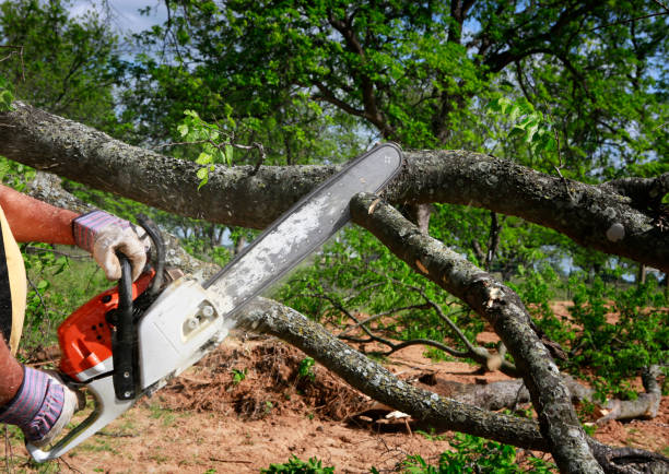 Carthage, NY  Tree Services Company